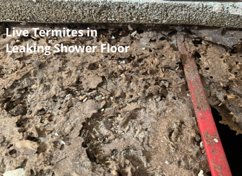 Live Termites in Leaking Shower Floor
